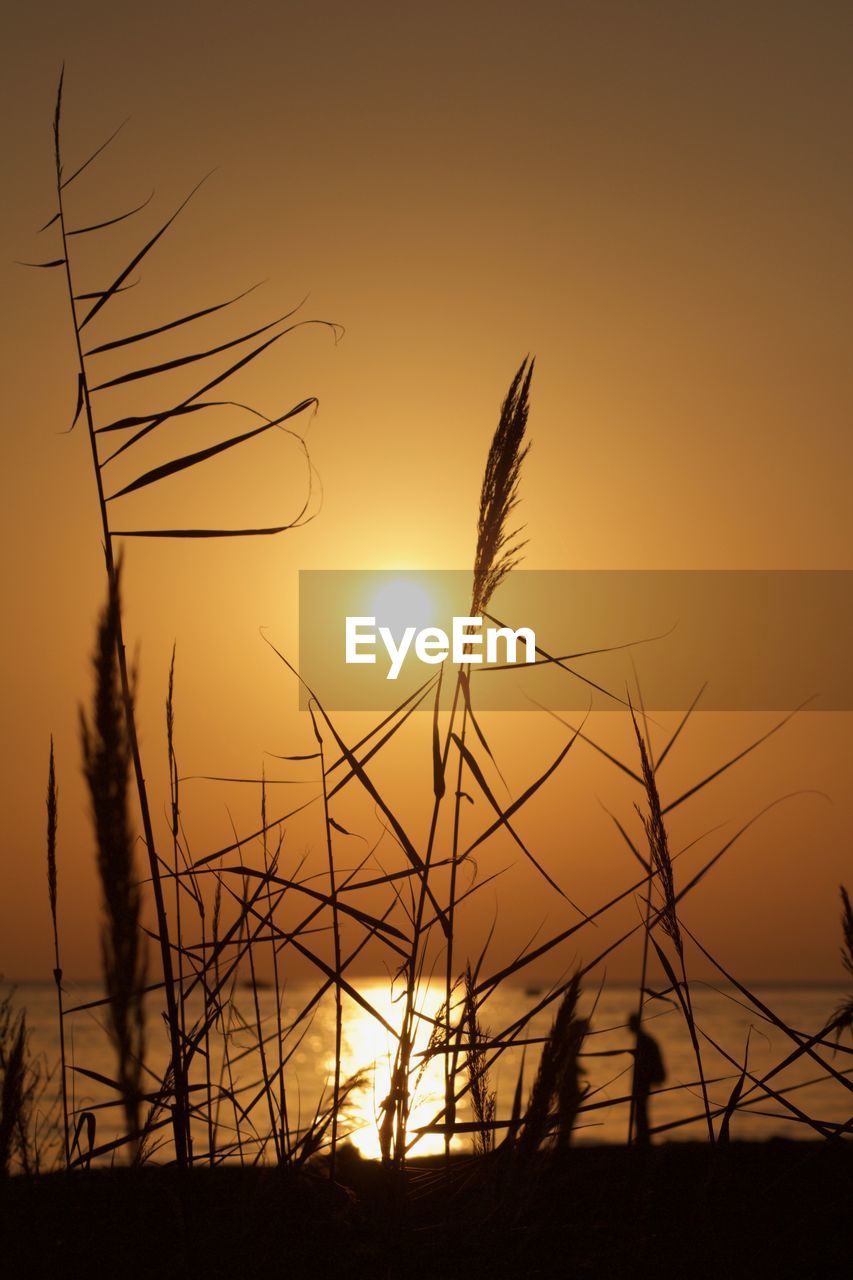 SILHOUETTE OF STALKS AGAINST BRIGHT SUN