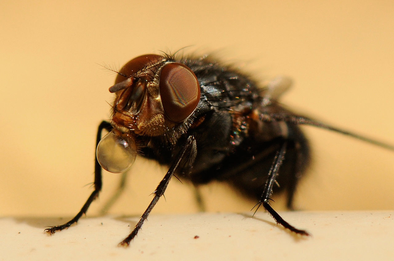 CLOSE-UP OF HOUSEFLY ON LEAF