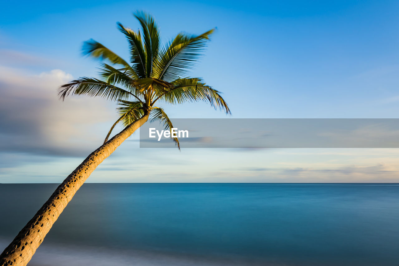 Close-up of palm tree by sea against sky