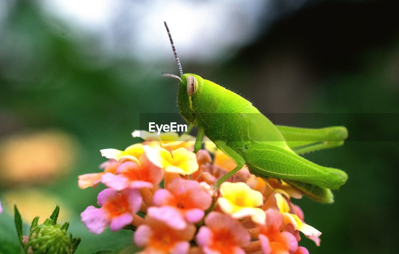 The close up of grasshopper on colourful flower