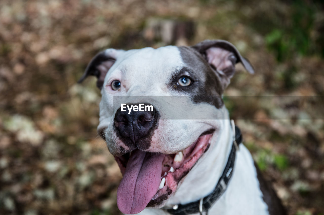 PORTRAIT OF DOG LOOKING OUTDOORS