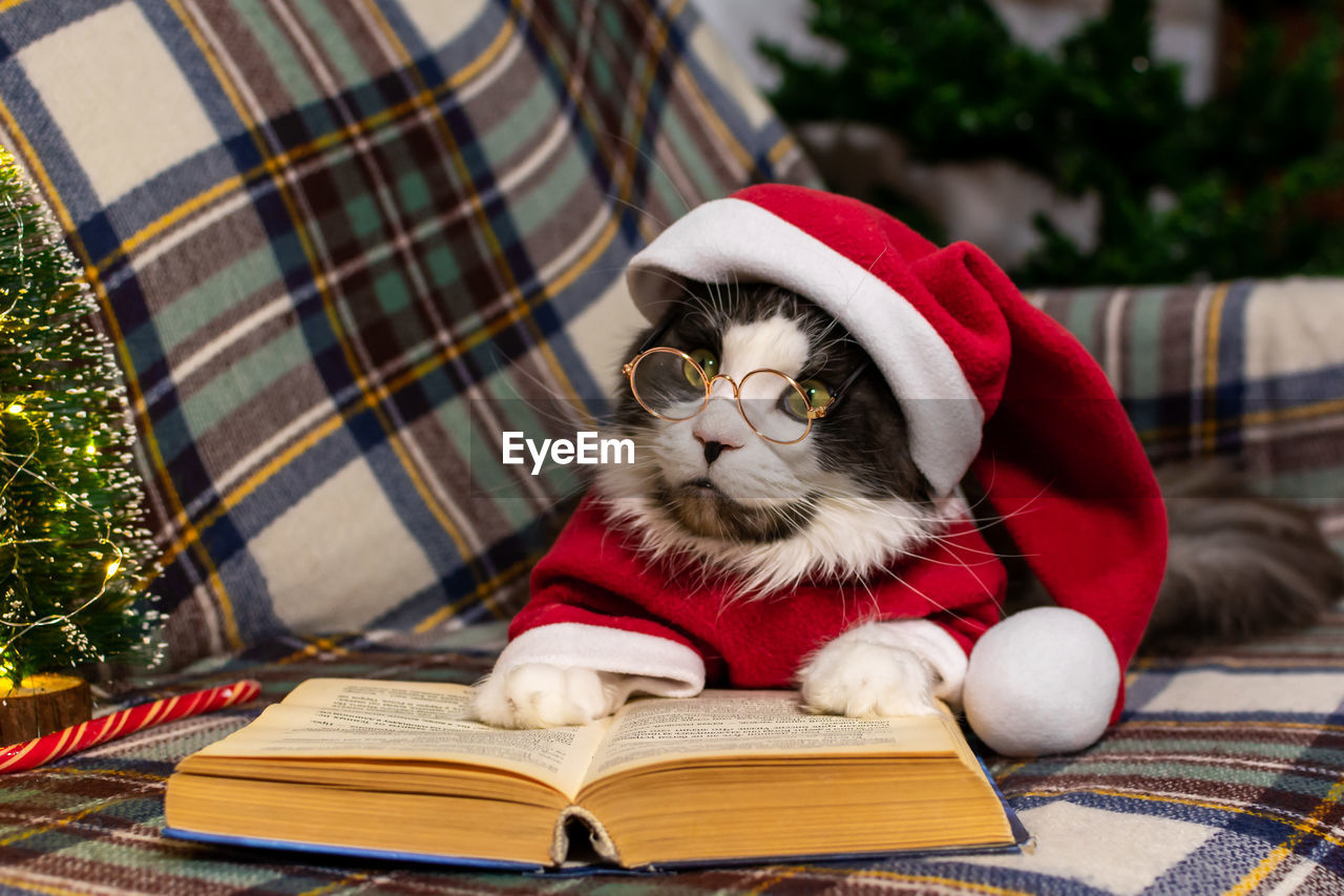 Adorable gray cat in a red christmas hat is reading a book. christmas concept