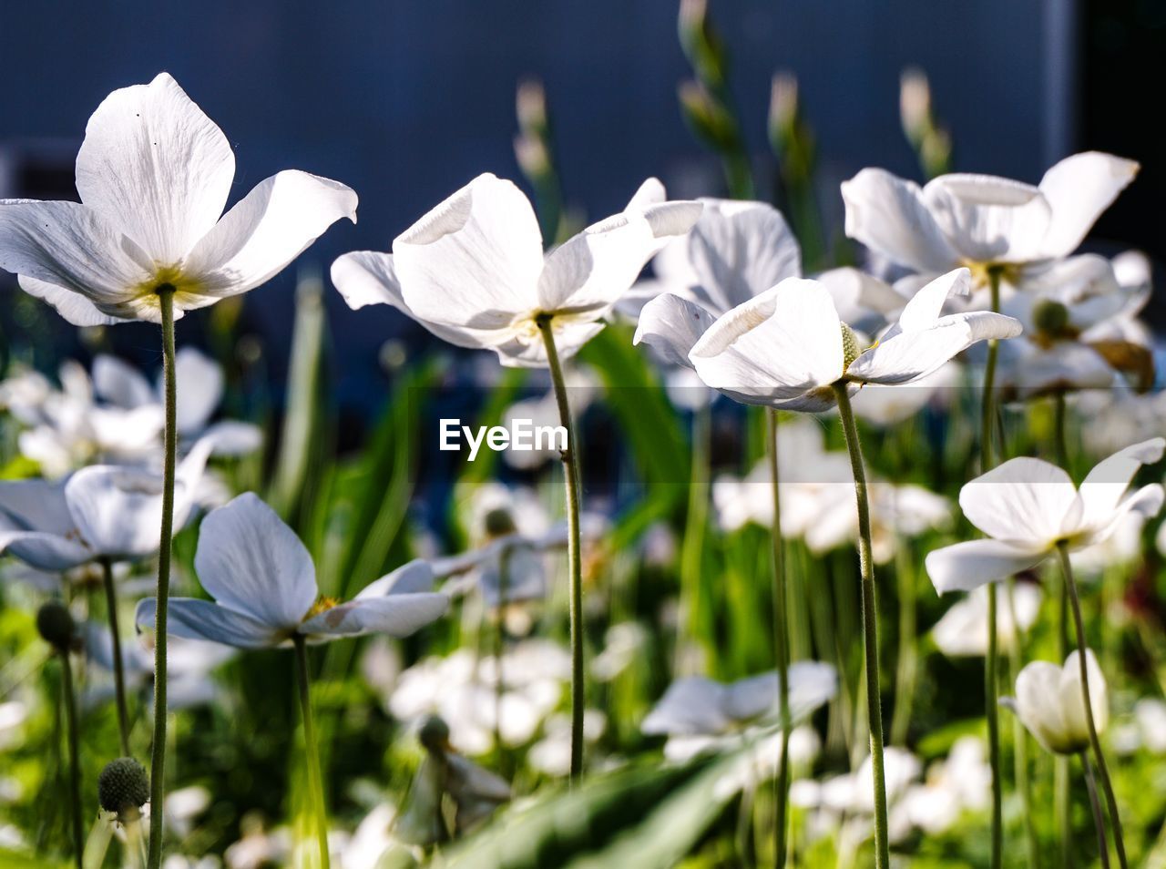 CLOSE-UP OF WHITE FLOWERING PLANTS GROWING ON FIELD