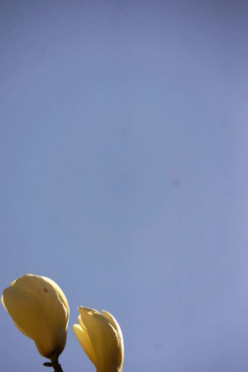 Low angle view of yellow flowers blooming against clear blue sky