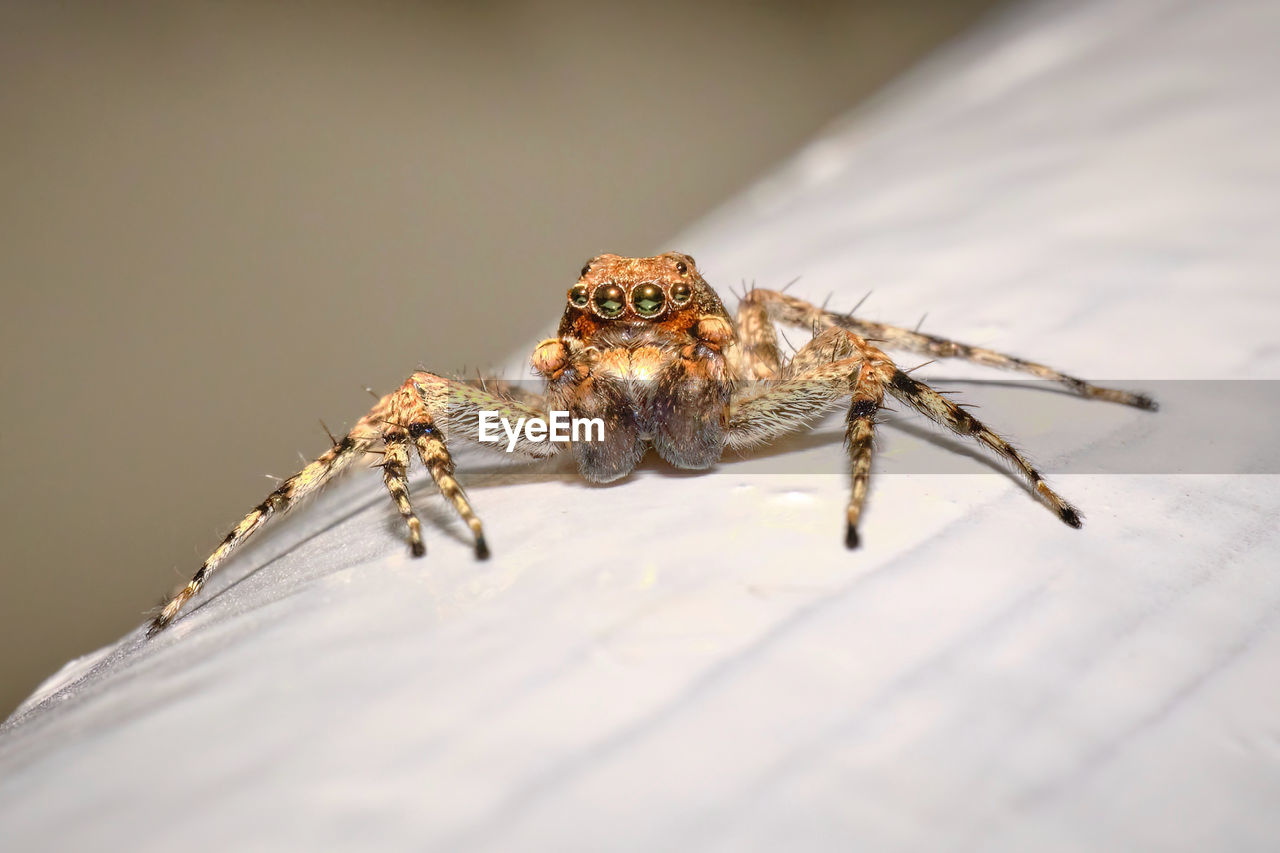 Close-up of jumping spider