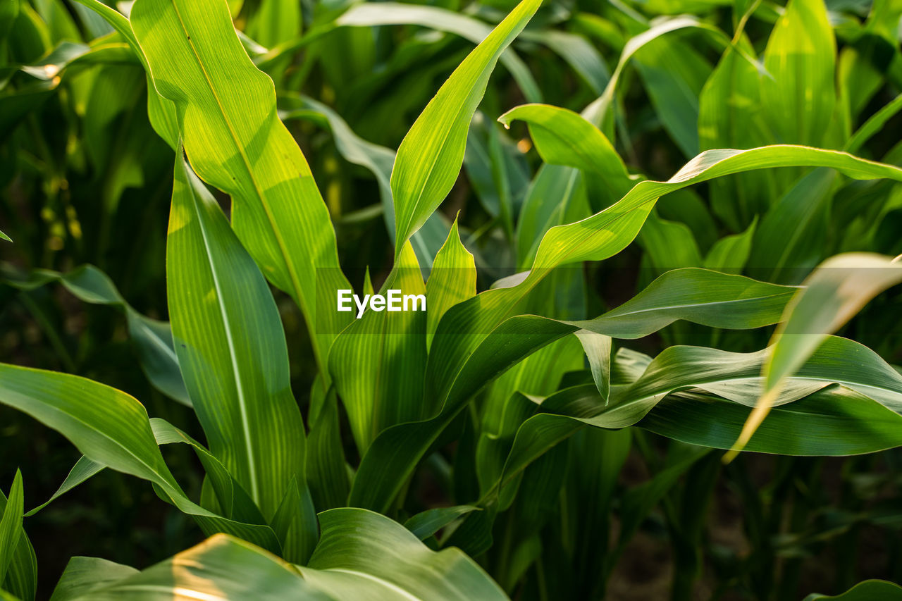 plant, plant part, leaf, green, growth, nature, food, agriculture, food and drink, flower, land, crop, beauty in nature, field, landscape, no people, corn, environment, grass, close-up, vegetable, cereal plant, freshness, outdoors, rural scene, farm, backgrounds