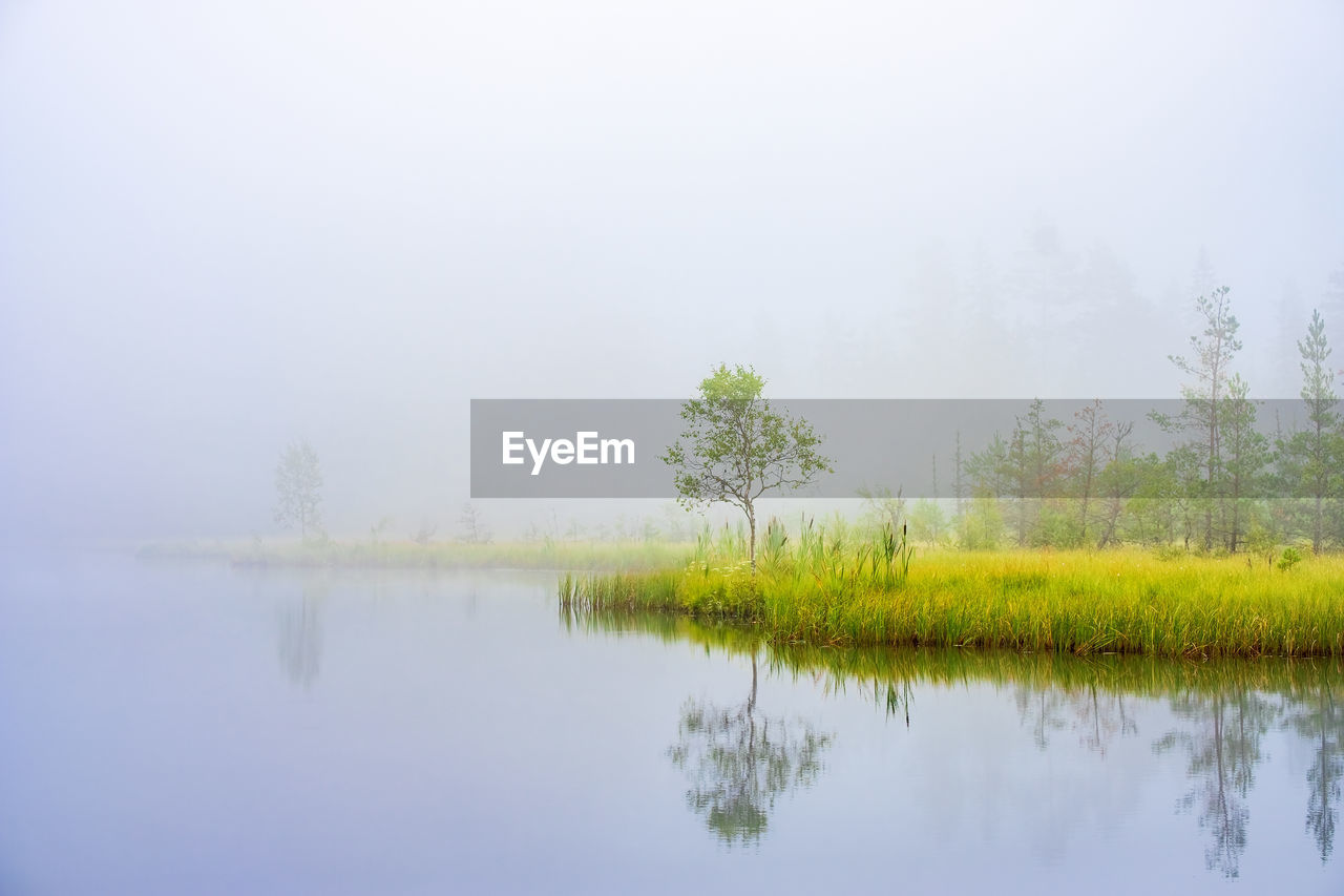 Trees at a bog with water reflections and morning mist