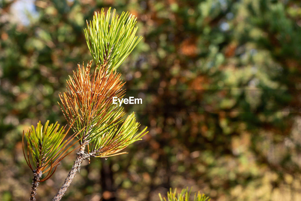 CLOSE-UP OF PLANT