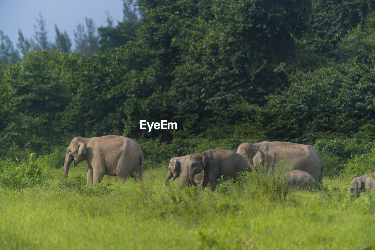 VIEW OF ELEPHANT IN FARM