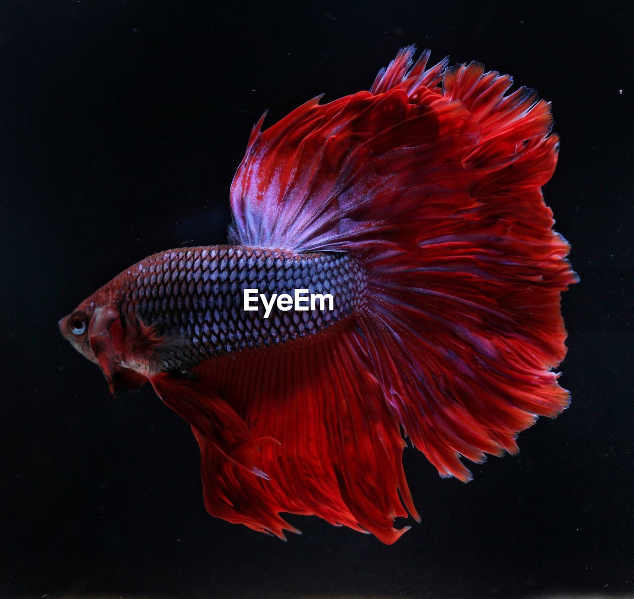 Close-up of betta fish 