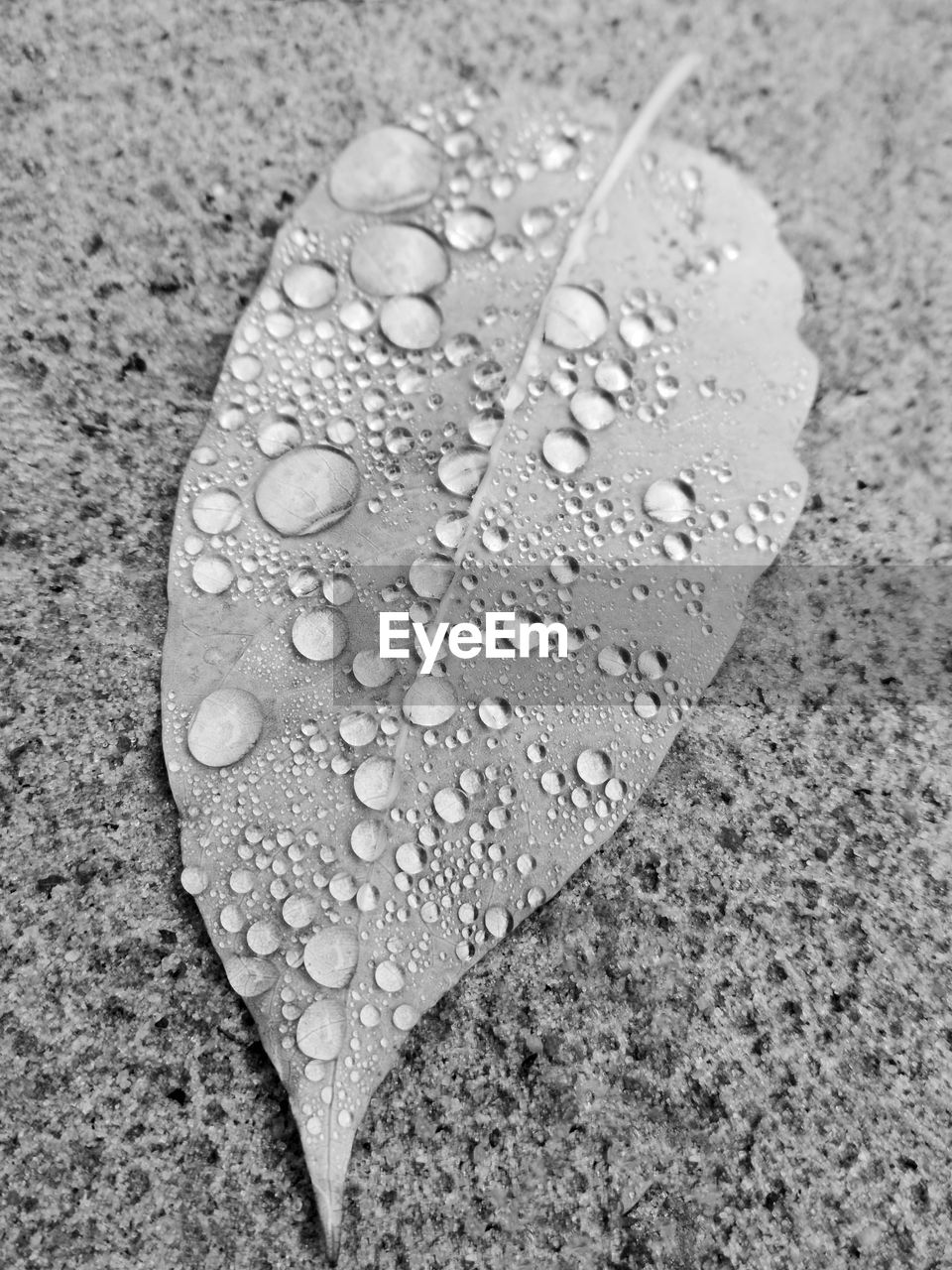 CLOSE-UP OF WATER DROPS ON LEAVES