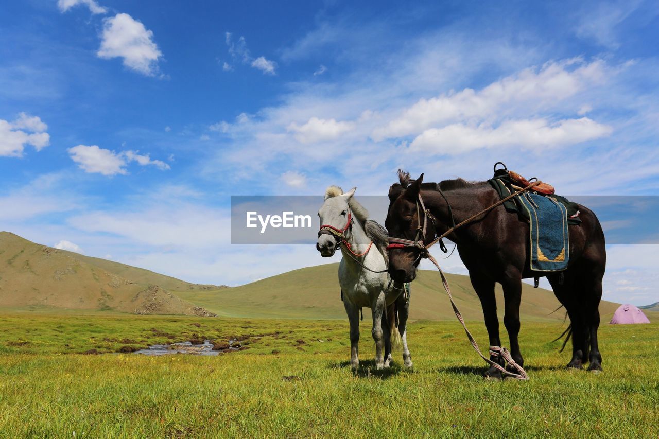 Two horse standing in field