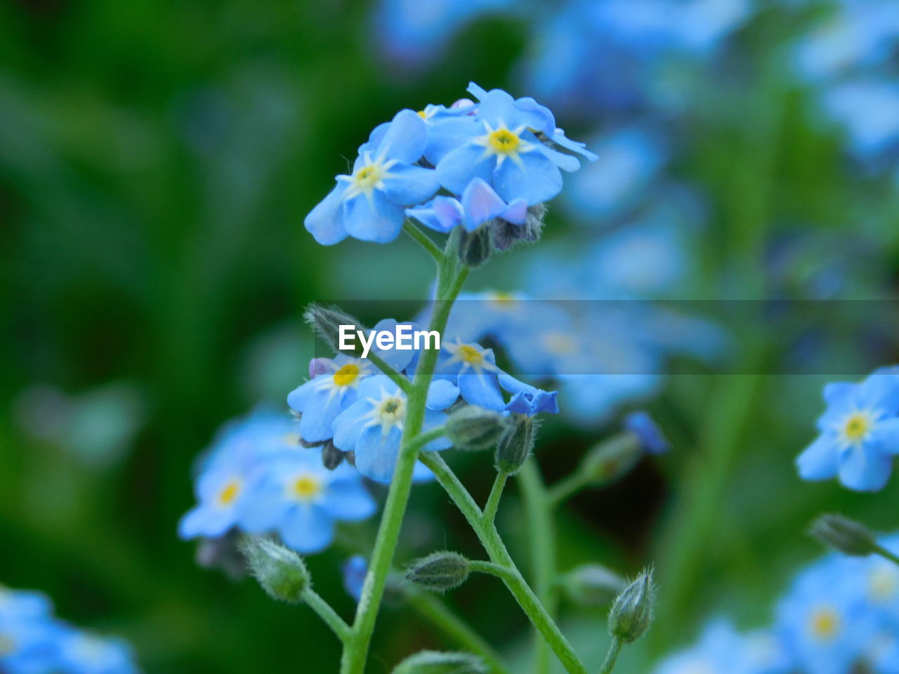 Close-up of purple flowering plant