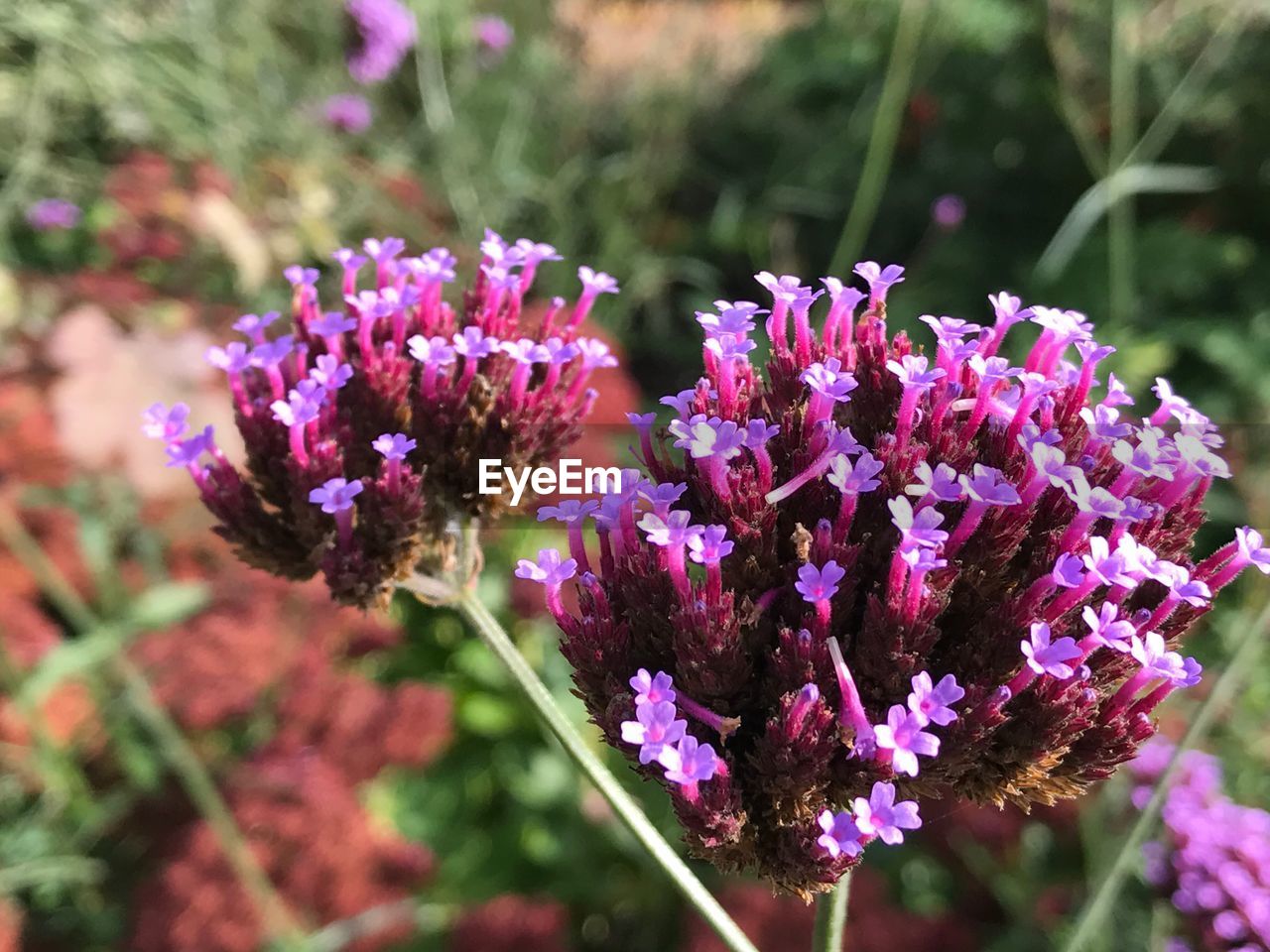 CLOSE-UP OF PURPLE FLOWER