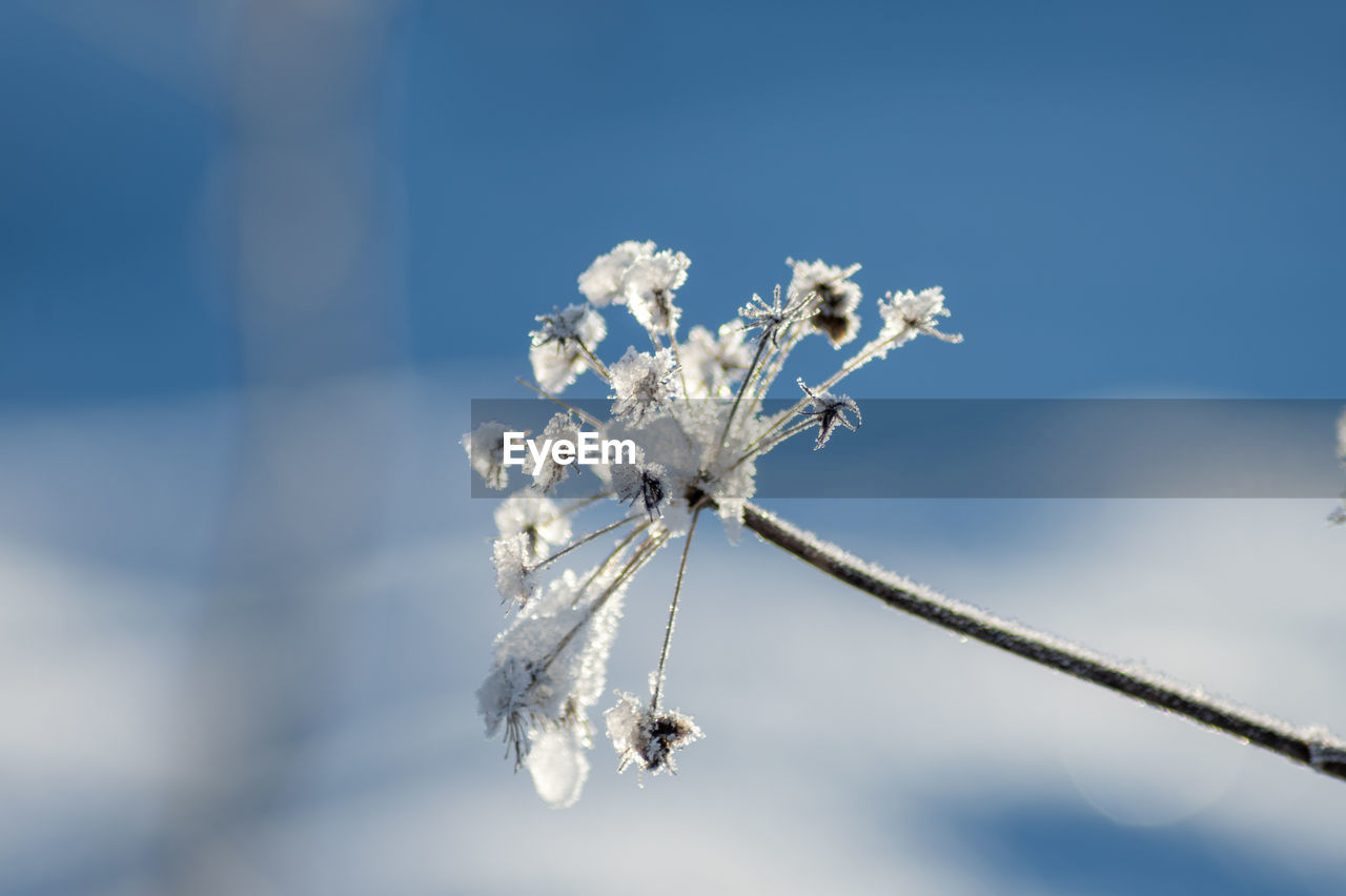 Close-up of frozen plant against snow