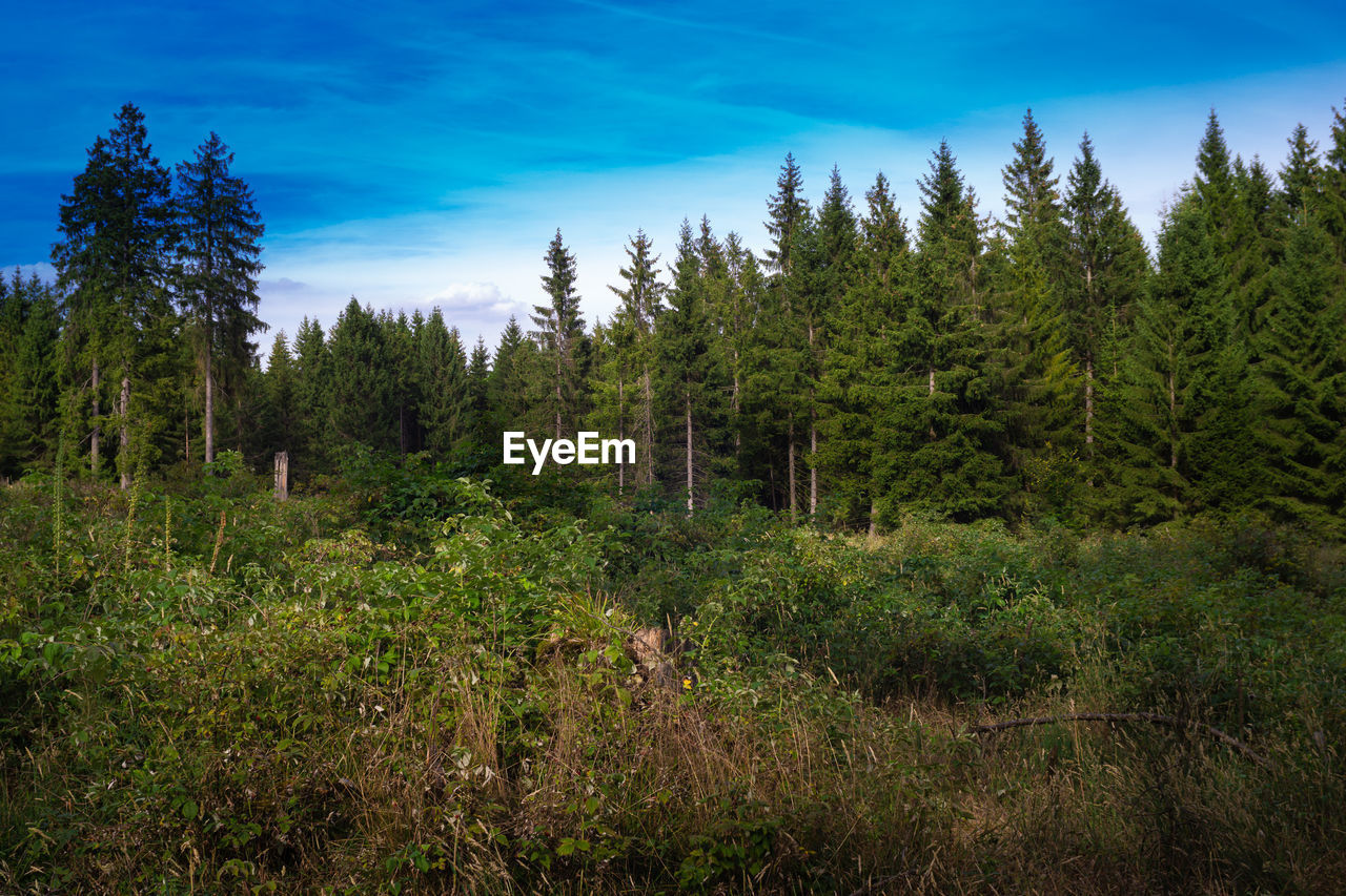 Trees in forest against blue sky