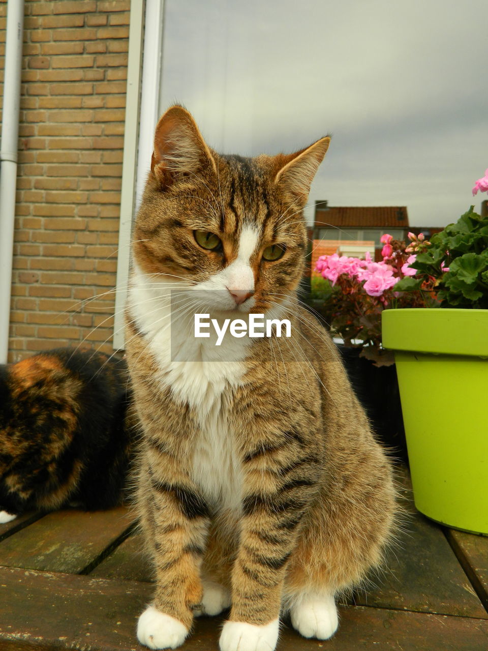 Cat on table by potted plant