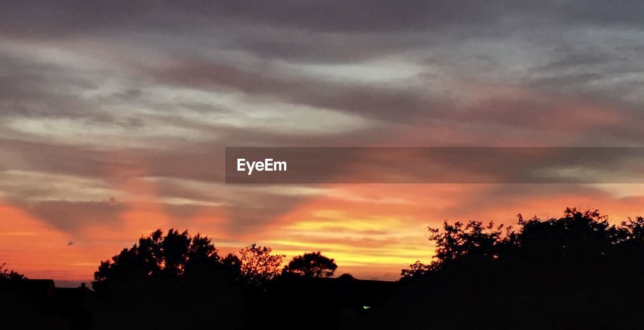 SILHOUETTE OF TREES AT SUNSET