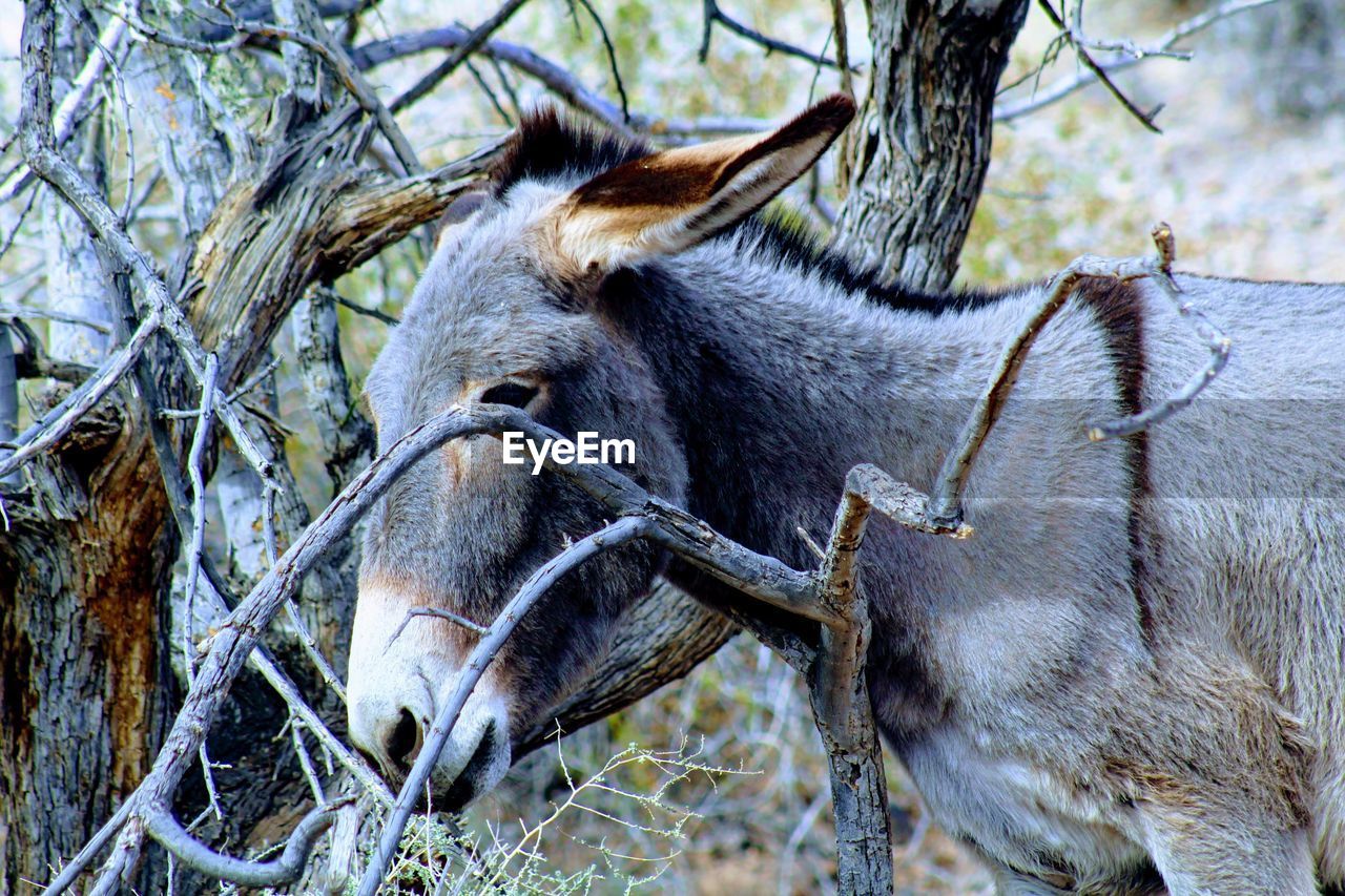 CLOSE-UP OF A HORSE