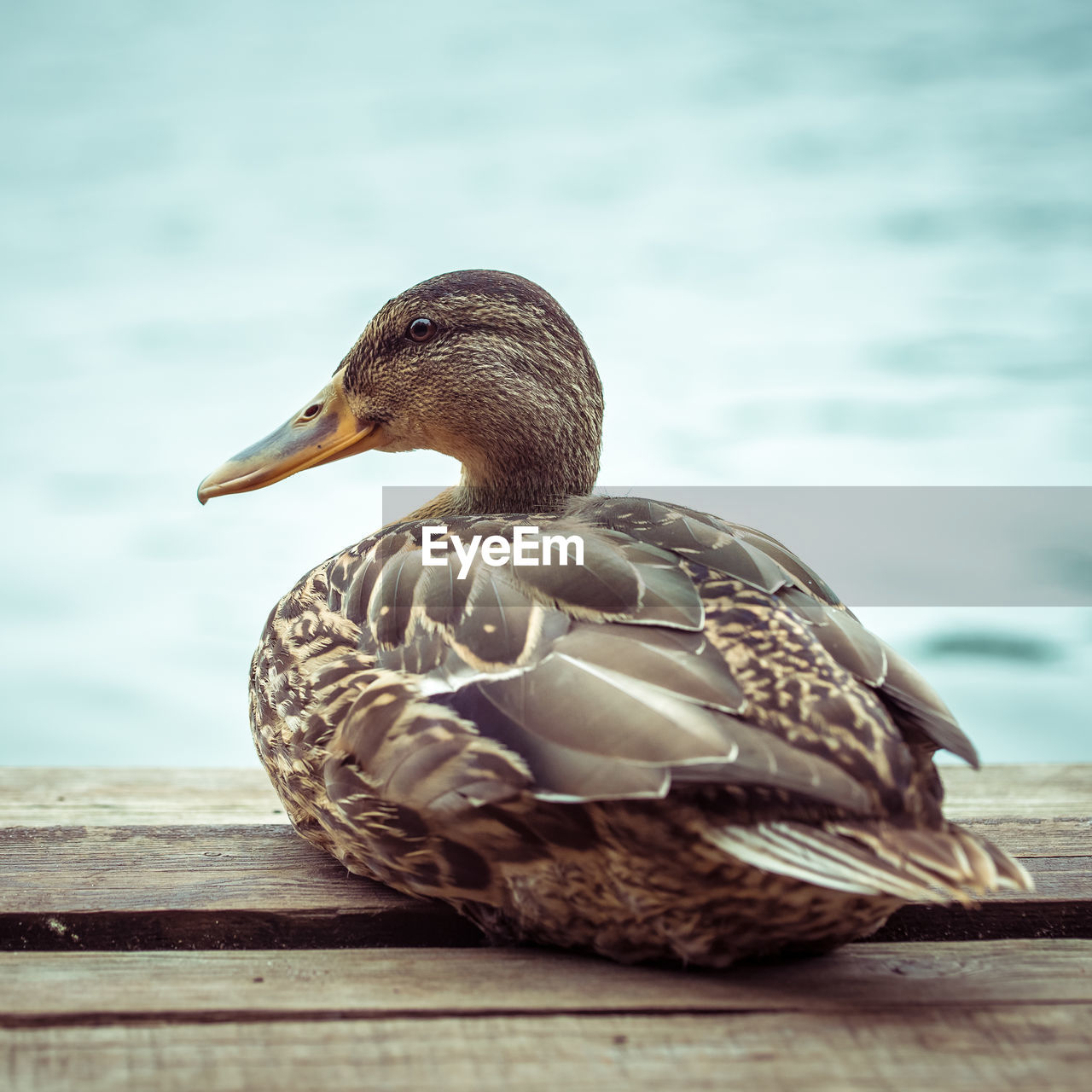 CLOSE-UP OF DUCK SWIMMING ON WOOD