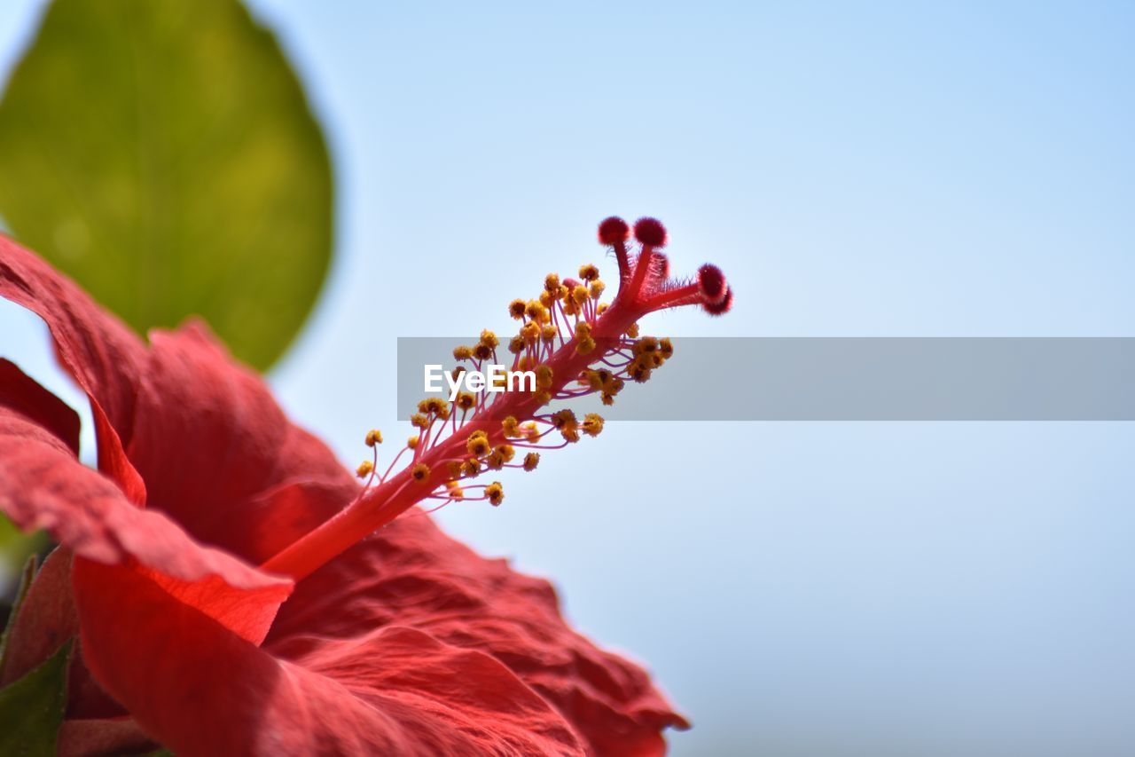 Close-up of red flowers