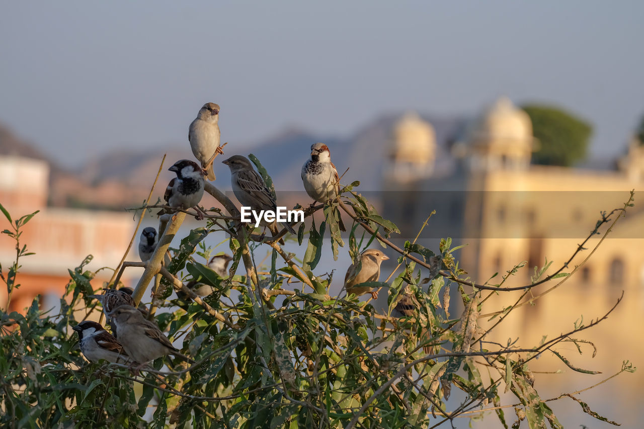 Sparrow birds on tree blurred background