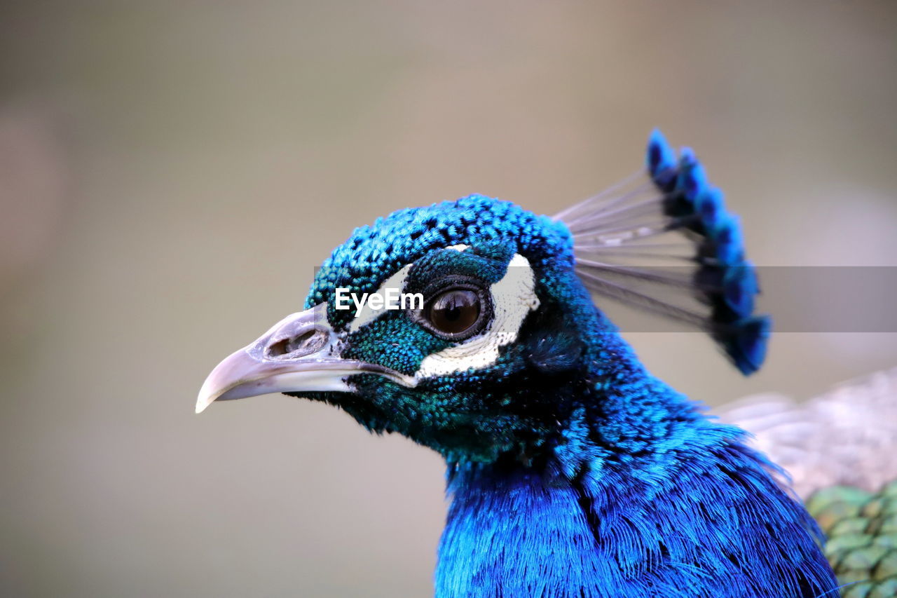 Close-up of a peacock