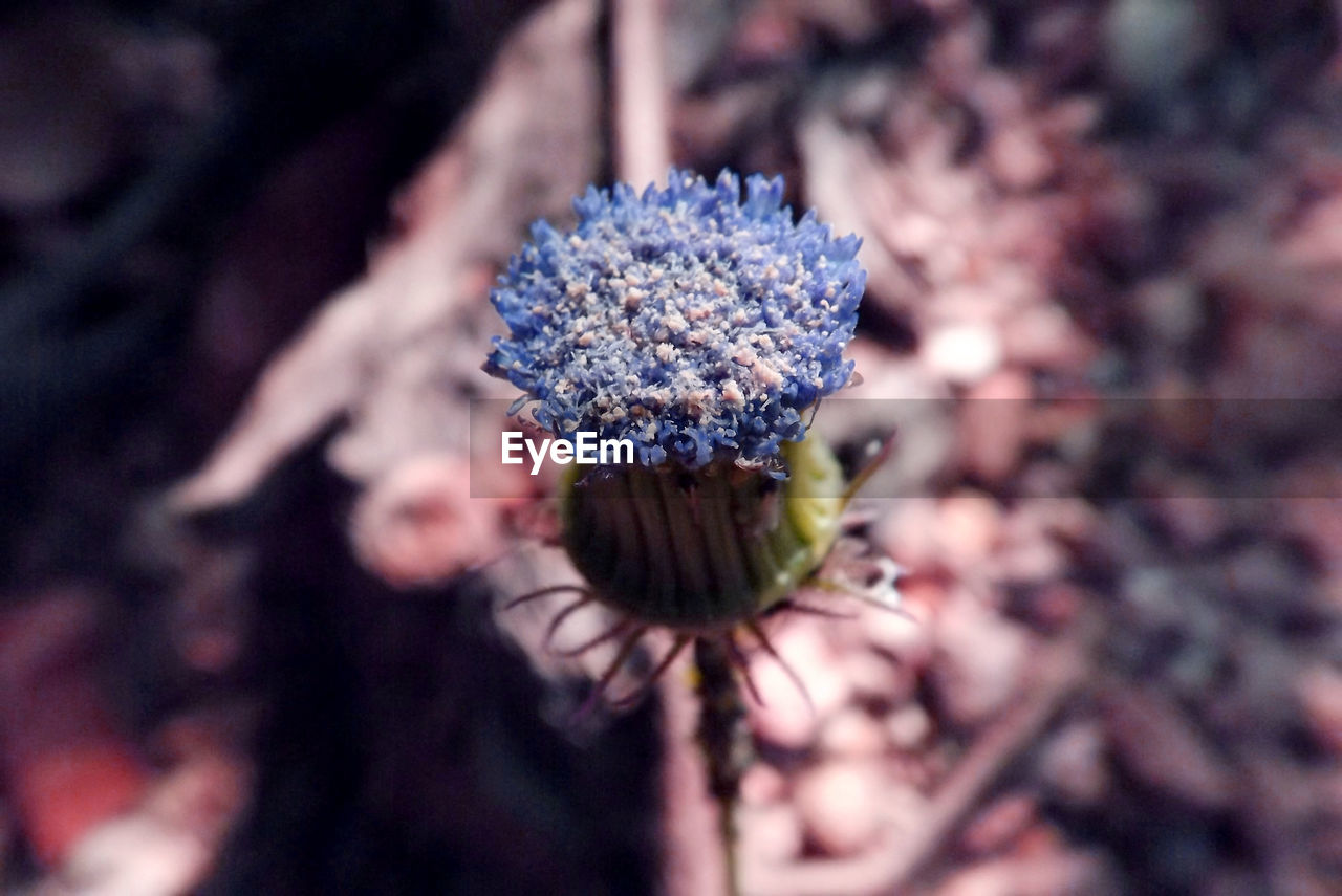 CLOSE-UP OF PURPLE FLOWER PLANT