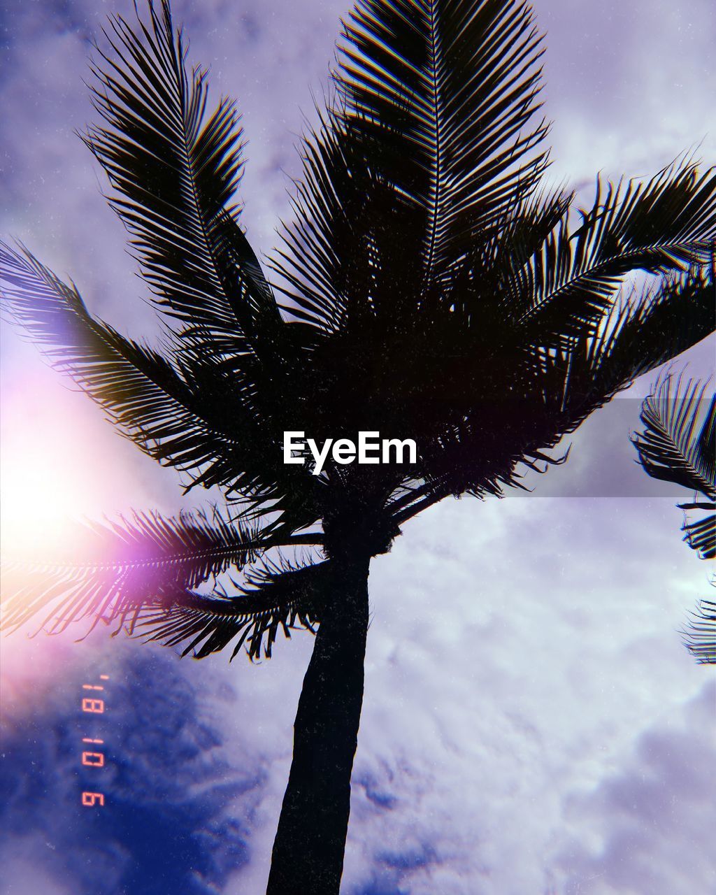 LOW ANGLE VIEW OF PALM TREES AGAINST SKY