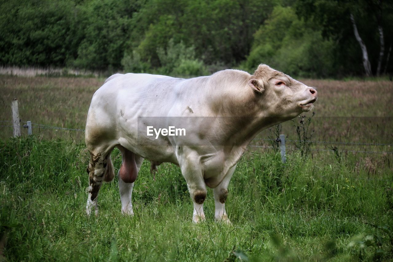 COW STANDING IN A FARM