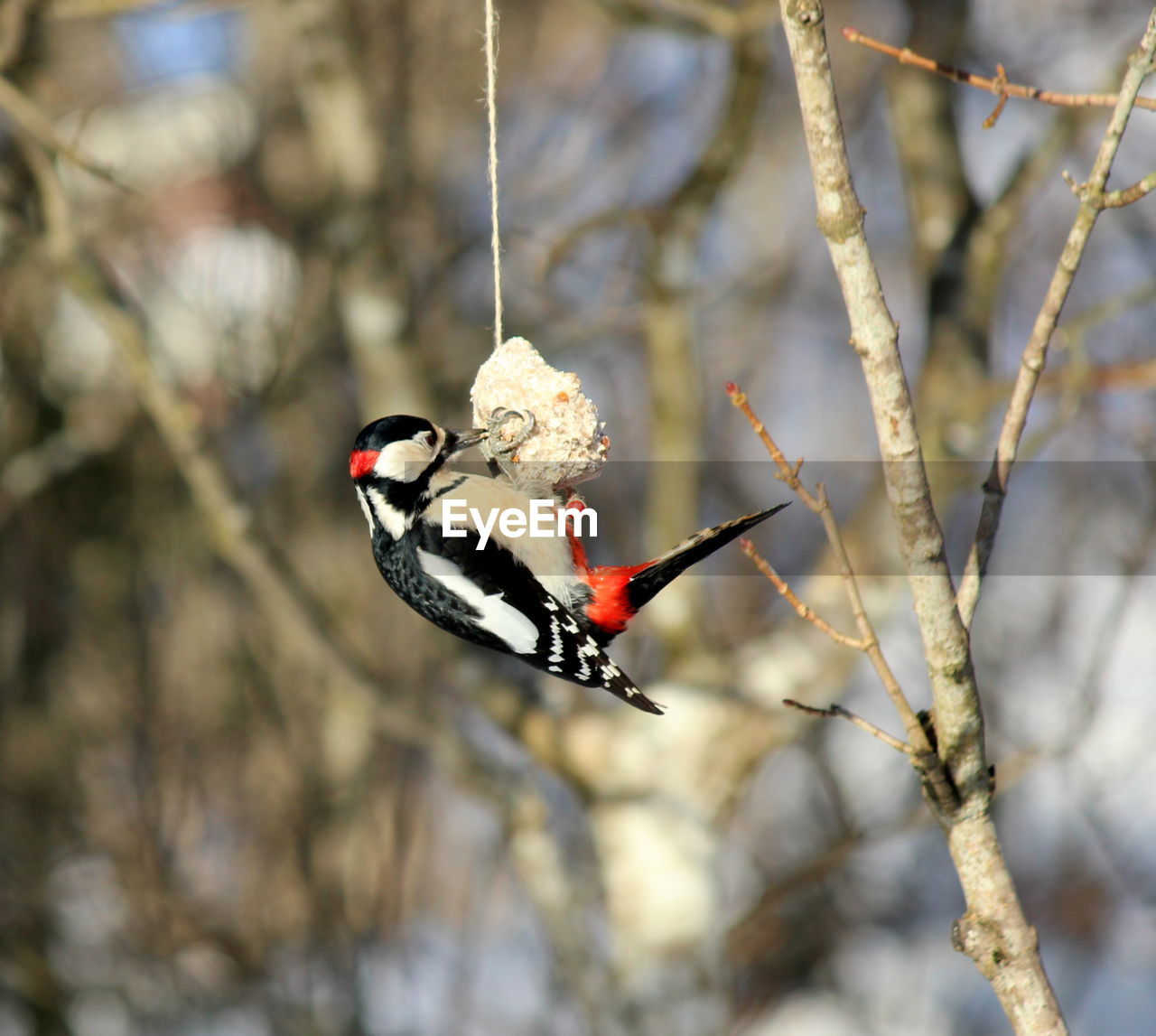 Close-up of bird perching on branch