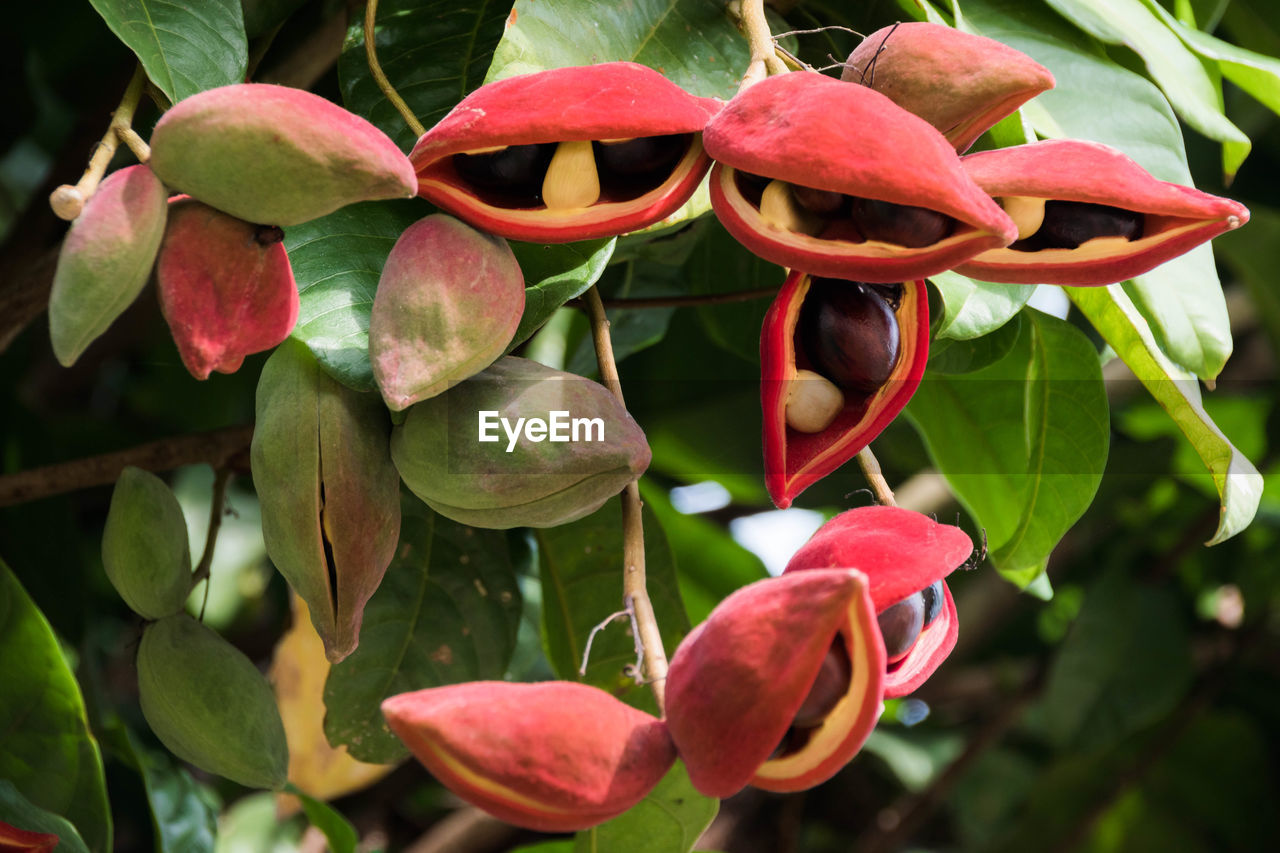 CLOSE-UP OF RED FLOWERS GROWING ON TREE