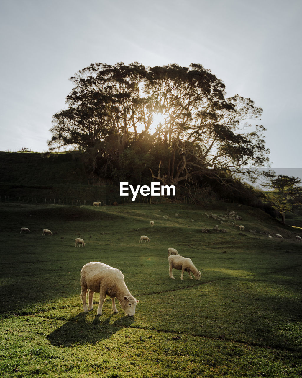 Sheep grazing in a field