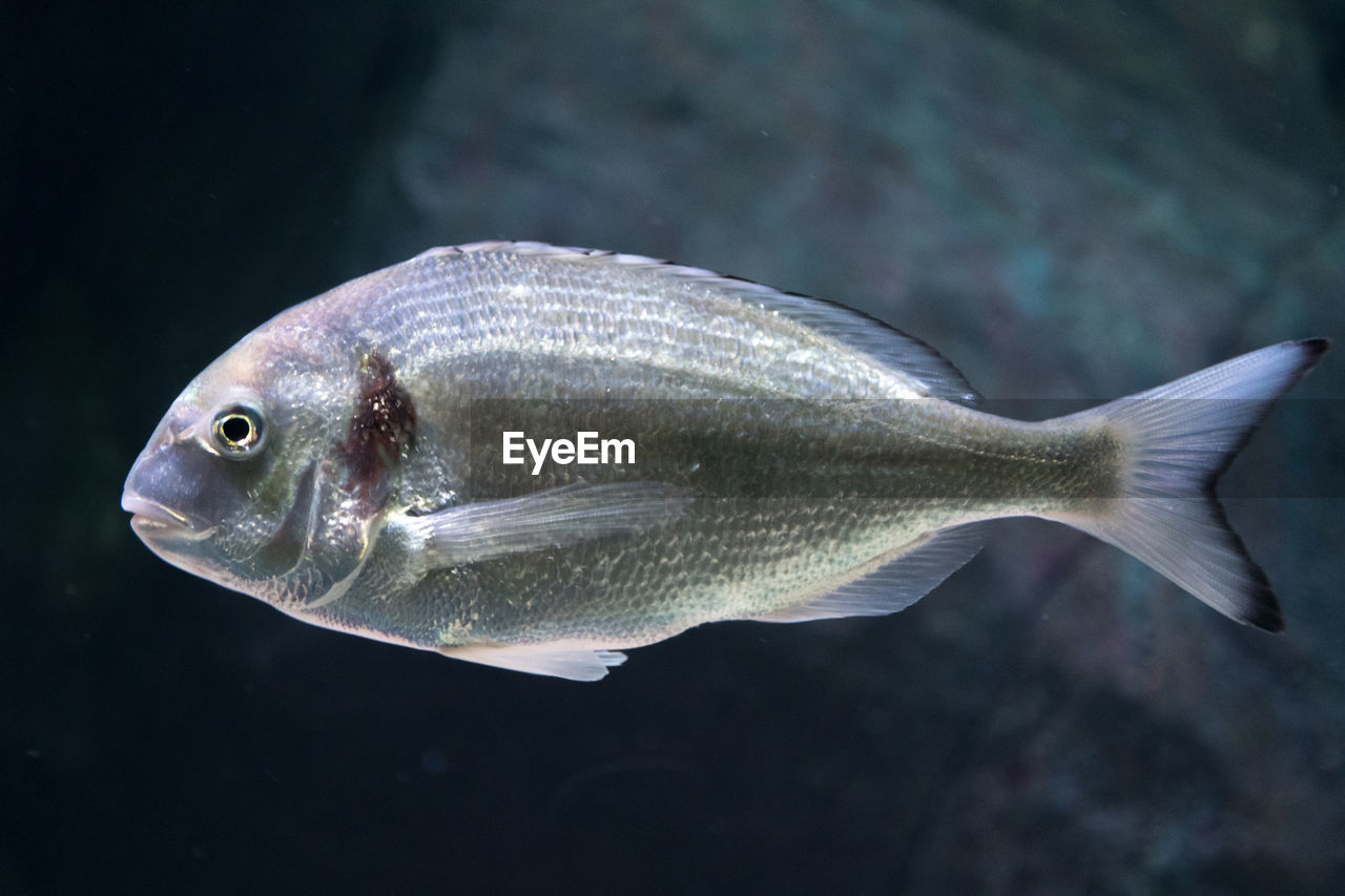 Beautiful sea bream, gilt-head or orata underwater with dark background, close up