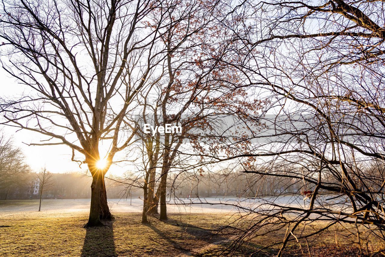 Bare trees on field against sky