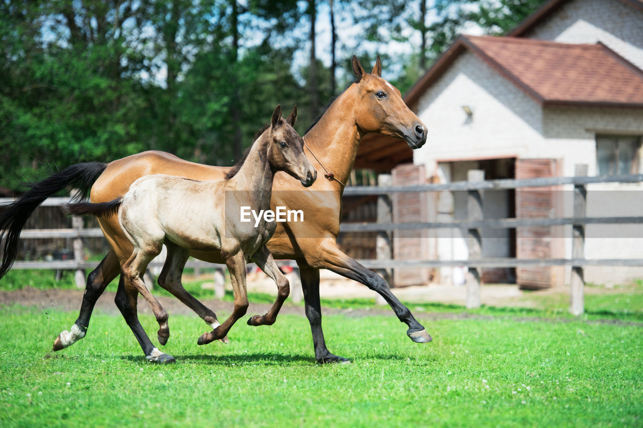 Horses running on grassy field