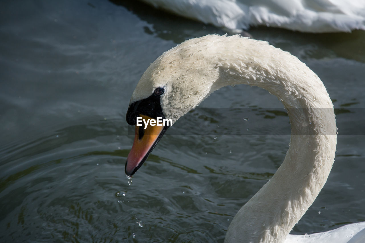 SWAN SWIMMING ON LAKE