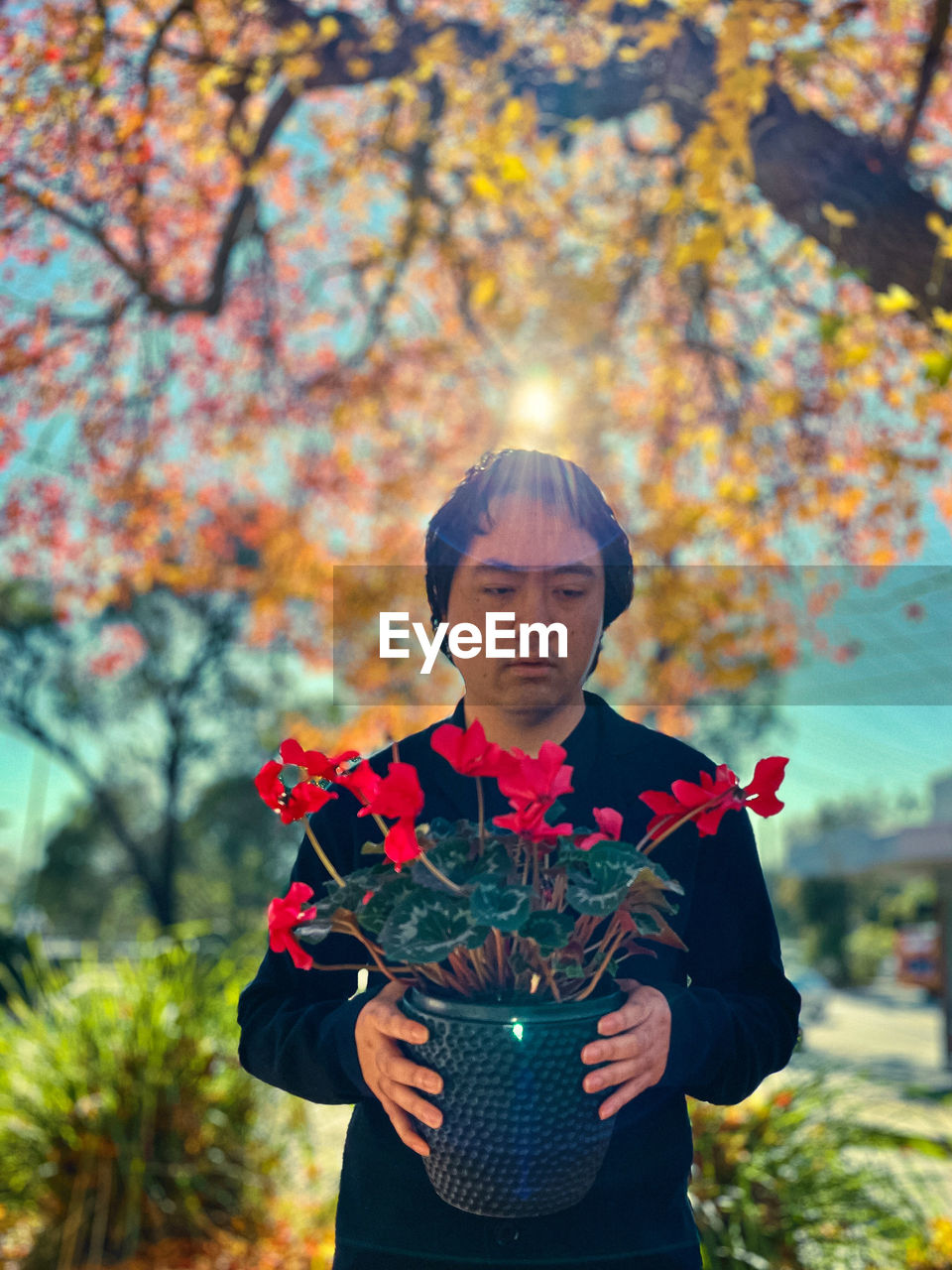 Portrait of young asian man holding red flowering cyclamen potted plant against autumn foliage 