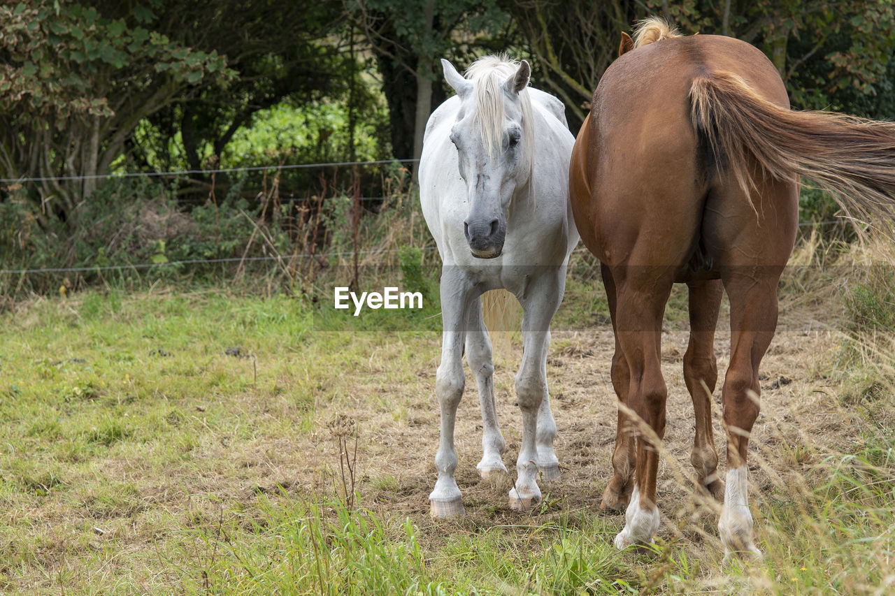 HORSES STANDING IN FIELD