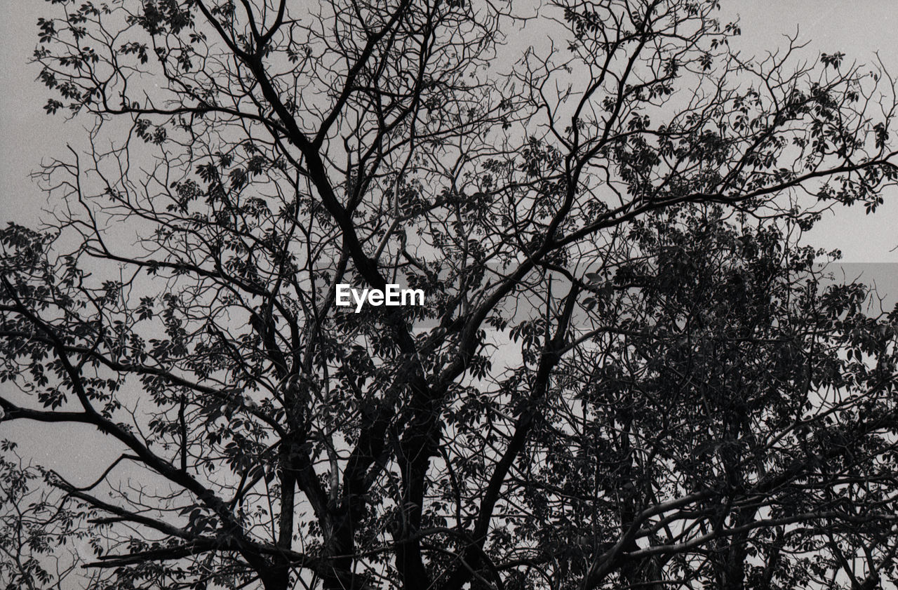 LOW ANGLE VIEW OF TREES AGAINST SKY