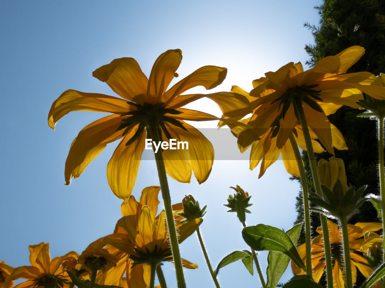 LOW ANGLE VIEW OF FLOWERING PLANTS AGAINST SKY