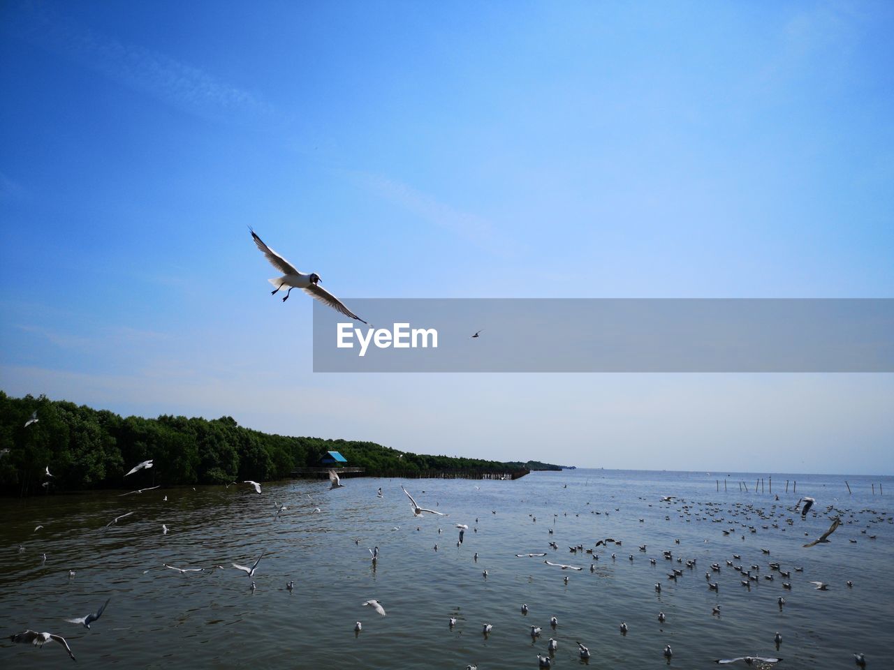 SEAGULLS FLYING OVER SEA