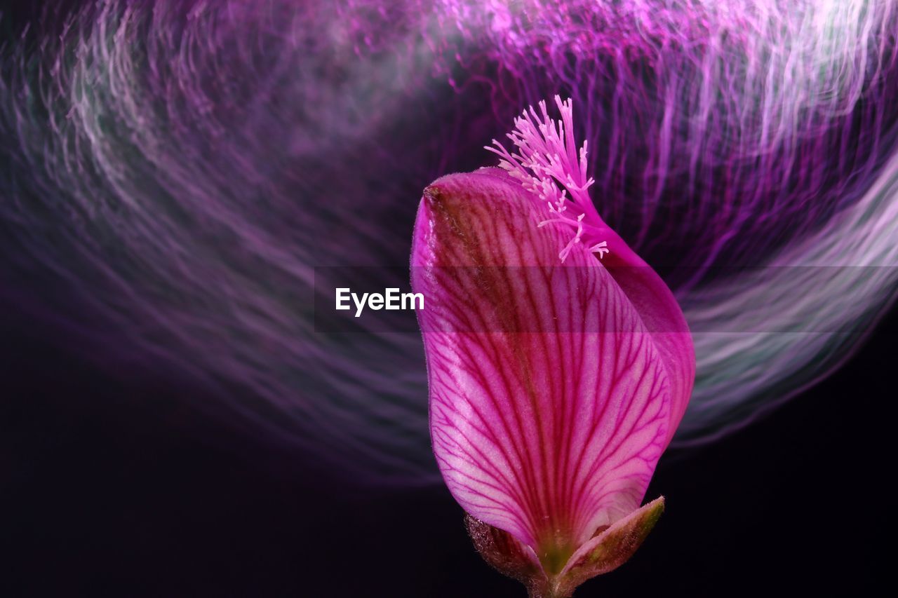 CLOSE-UP OF PINK FLOWER AGAINST PURPLE FLOWERING PLANT