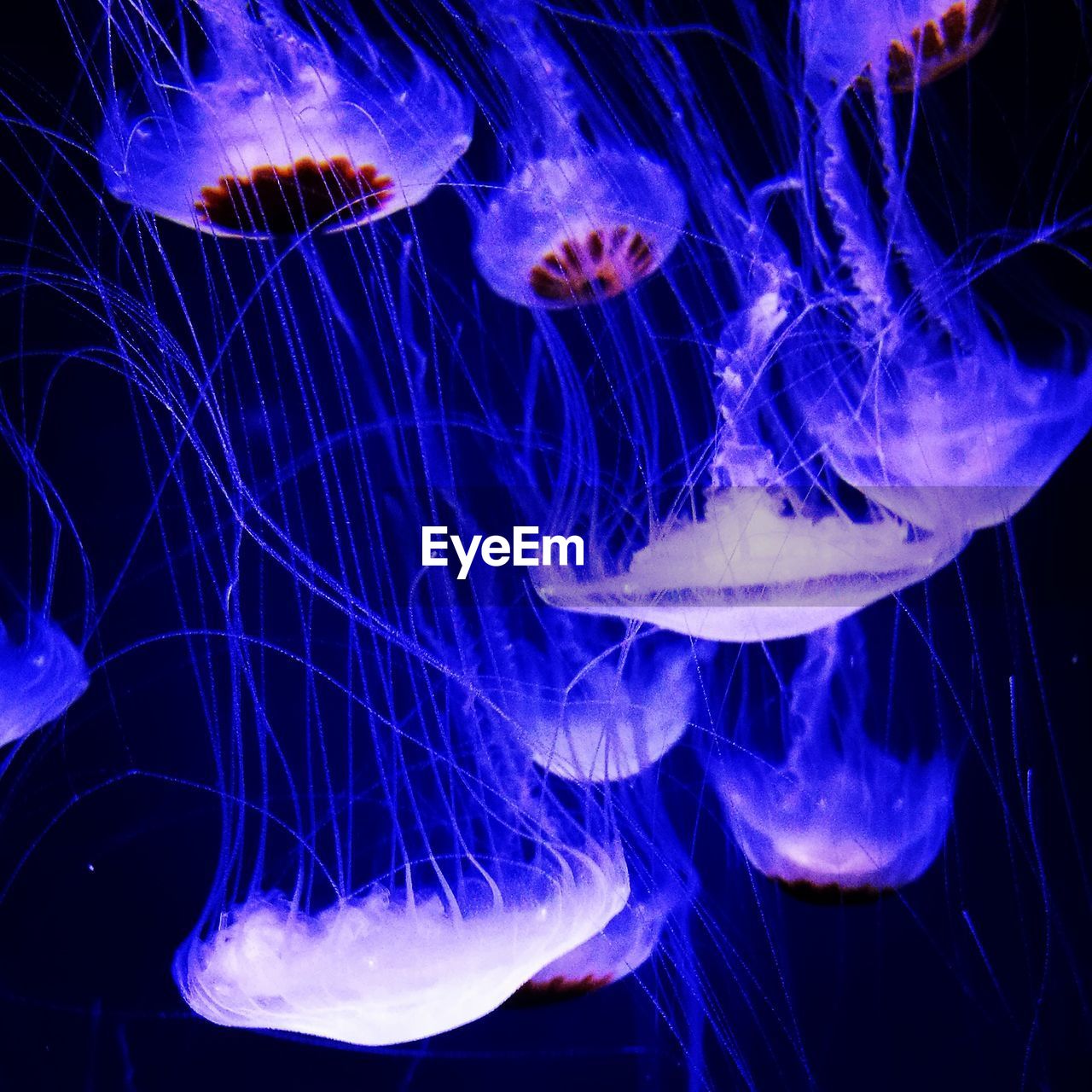 CLOSE-UP OF JELLYFISH SWIMMING IN WATER