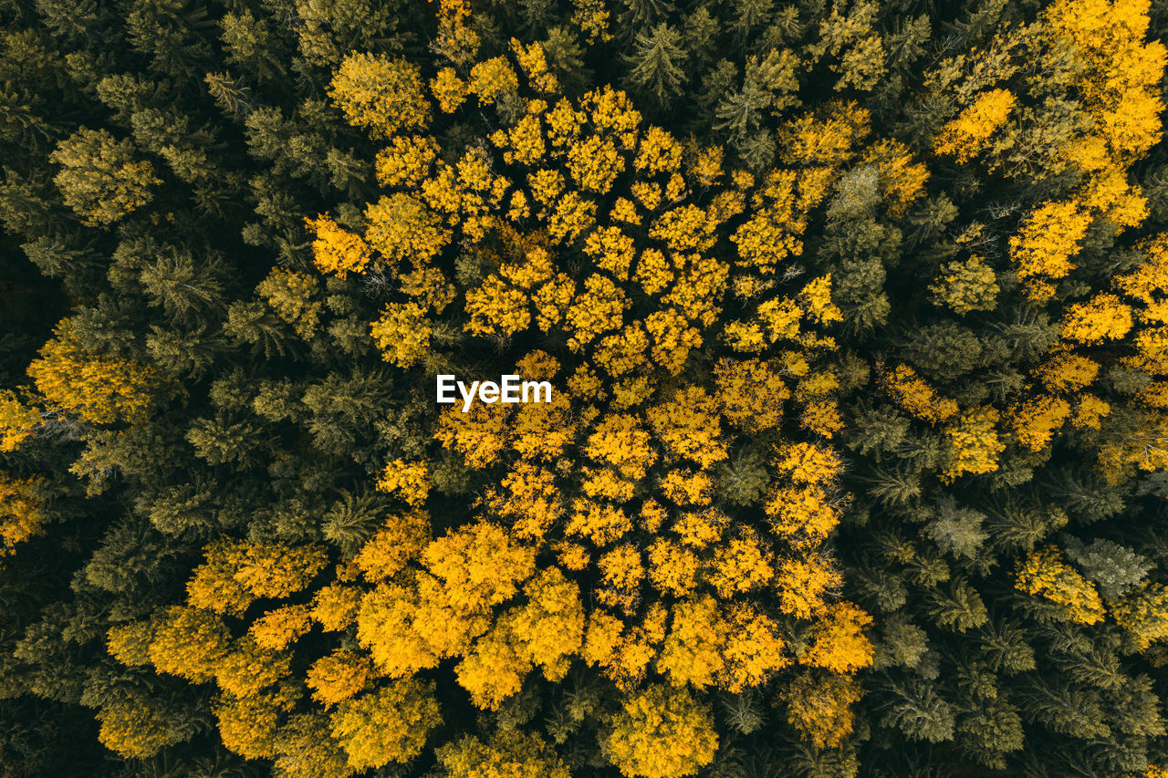 Full frame shot of yellow flowering plants