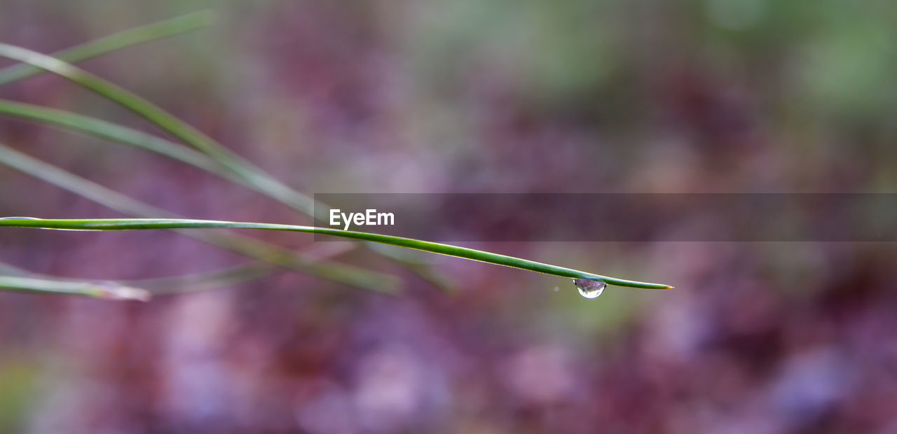 Close-up view of water droplet on grass plant