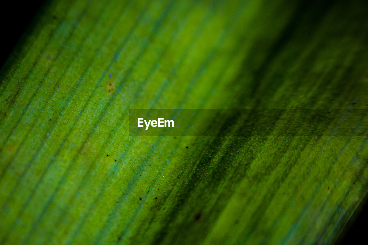 FULL FRAME SHOT OF LEAF ON GREEN PLANT