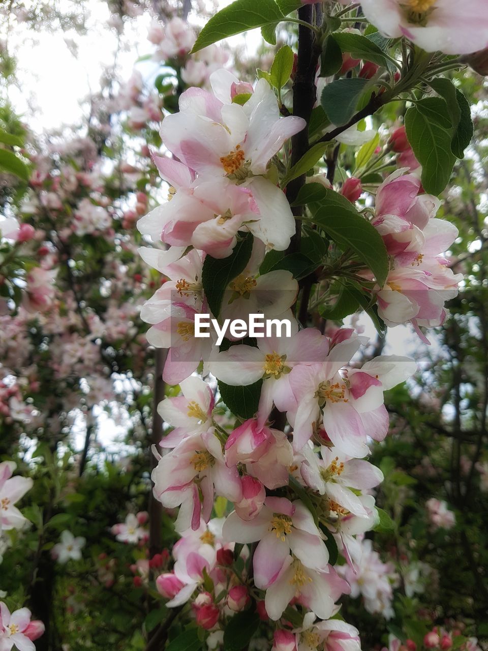 CLOSE-UP OF FLOWERS