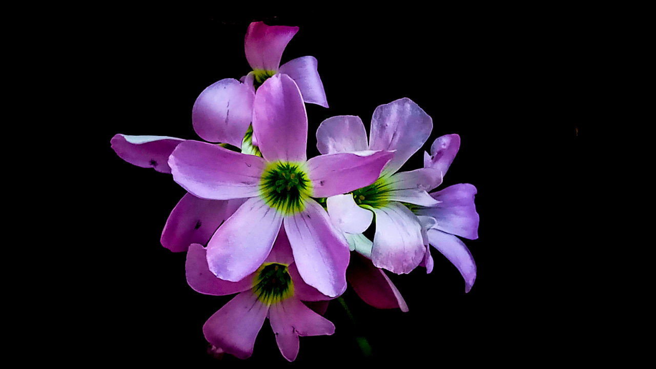 Close-up of flowers against black background