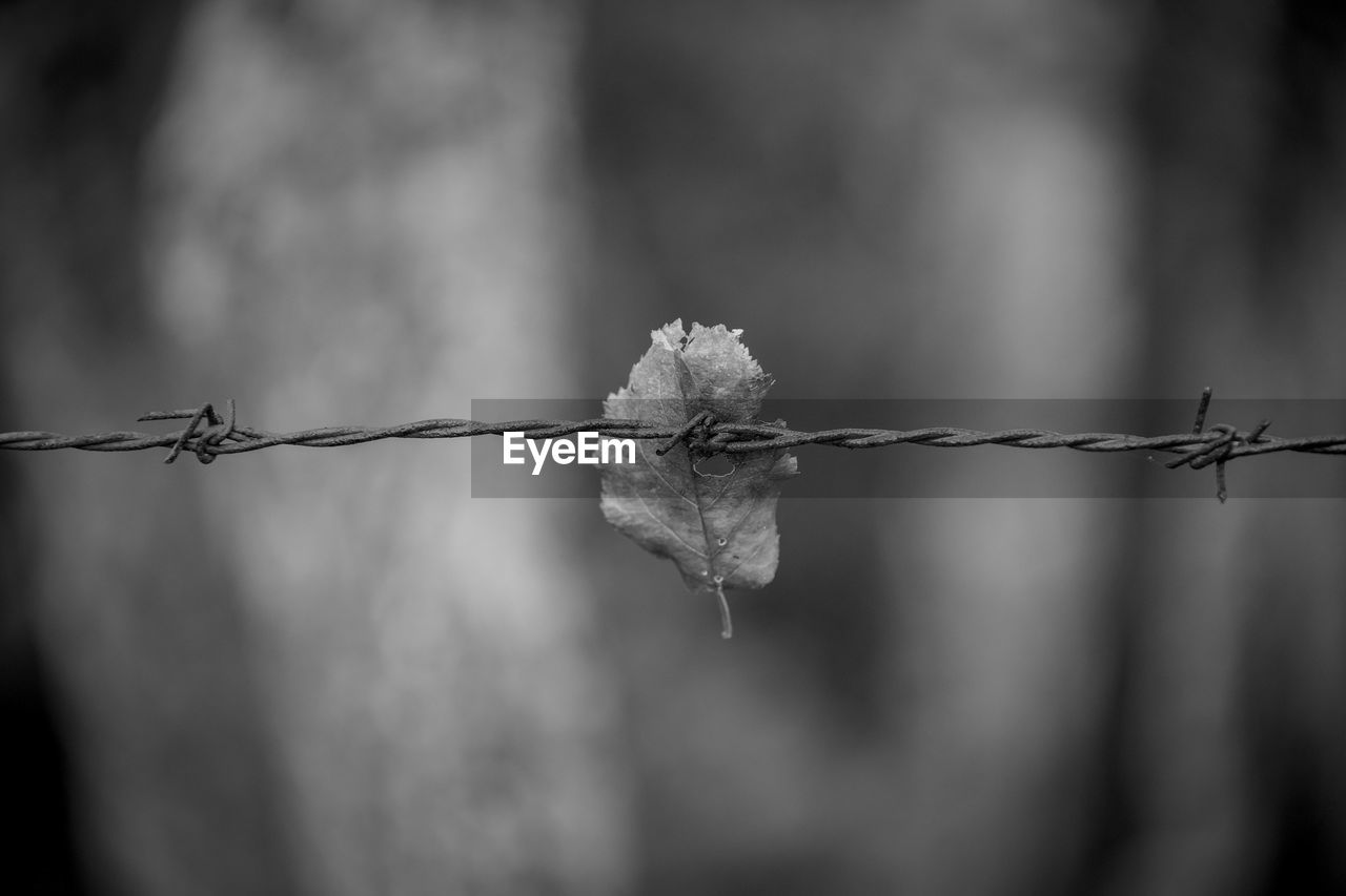 CLOSE-UP OF BARBED WIRE FENCE